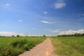 beautiful green rice field bright sunlight view landscape