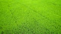 Beautiful green rice field in northern of Thailand Royalty Free Stock Photo