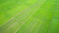 Beautiful green rice field in northern of Thailand Royalty Free Stock Photo