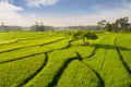 Beautiful green rice field with tree at sunny day Royalty Free Stock Photo