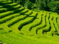 Beautiful green rice fields