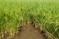 Beautiful Green rice fields