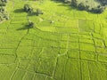 Beautiful Green rice fields are being harvested Royalty Free Stock Photo