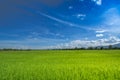 Beautiful green rice fields with blue sky clouds and beautiful landscapes Royalty Free Stock Photo