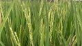 Beautiful green rice fields in spring morning, farmer\'s footpath.