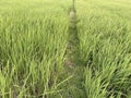 Beautiful green rice fields on a spring morning, farmer\'s path. Royalty Free Stock Photo