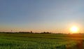 Beautiful green rice fields and sunset sky background in countryside landscape of Thailand. Slow life concept. Royalty Free Stock Photo