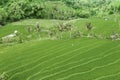 Beautiful green rice fields with trees at morning