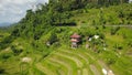 Beautiful green rice fields, villas and houses roofs, palms and road top view aerial landscape from the drone, Ubud, Bali,
