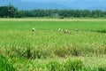 Beautiful green rice paddy field. Rice terrace