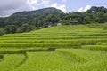 Beautiful green rice terrace near the mountains Royalty Free Stock Photo
