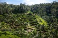 Beautiful green rice terraces in the day light near Tegallalang village, Ubud, Bali, Indonesia. Royalty Free Stock Photo