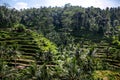 Beautiful green rice terraces in the day light near Tegallalang village, Ubud, Bali, Indonesia. Royalty Free Stock Photo