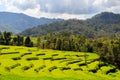 Beautiful green rice terraces lit by sun on a cloudy day Royalty Free Stock Photo