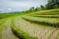 Beautiful green rice terraces with small rice plants growing, near Tegallalang village in Ubud, Bali Indonesia Royalty Free Stock Photo