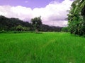 Beautiful Green Ricefield in the village Royalty Free Stock Photo