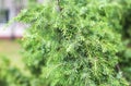 Beautiful green round fruits of juniper on a branch. Coniferous plants, background