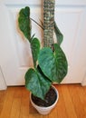 Beautiful green and silver leaf of Philodendron Majestic, climbing on a moss pole