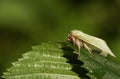 A pretty Green Silver-lines Moth Pseudoips prasinana perching on a leaf.