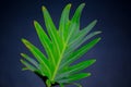 Beautiful green single fern leaf tropical plant pattern isolated on black background. Royalty Free Stock Photo