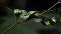 Beautiful green snake on branch, Vogel`s Green Pitvipe Royalty Free Stock Photo