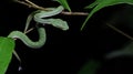 Beautiful green snake on branch, Vogel`s Green Pitvipe Royalty Free Stock Photo