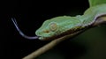 Beautiful green snake on branch, Vogel`s Green Pitvipe Royalty Free Stock Photo