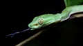Beautiful green snake on branch, Vogel`s Green Pitviper Royalty Free Stock Photo
