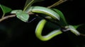 Beautiful green snake on branch, Vogel`s Green Pitviper Royalty Free Stock Photo