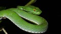 Beautiful green snake on branch, Vogel`s Green Pitviper Royalty Free Stock Photo
