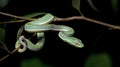 Beautiful green snake on branch, Vogel`s Green Pitviper Royalty Free Stock Photo