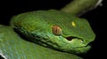 Beautiful green snake on branch, Vogel`s Green Pitviper Royalty Free Stock Photo