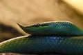 Beautiful green snake with a long nose