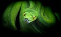 Beautiful green snake watching its prey - python Royalty Free Stock Photo