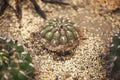 Beautiful Green Spiny Cactus, Plant With Sharp Thorns