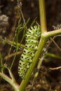 Beautiful green spotted Papilio machaon or Old World swallowtail caterpillar on plant. Soft focused vertical macro shot Royalty Free Stock Photo