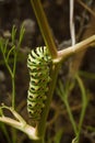 beautiful green spotted Papilio machaon or Old World swallowtail caterpillar on plant. Soft focused vertical macro shot Royalty Free Stock Photo