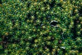 Beautiful green spring background with moss and dew drops Royalty Free Stock Photo