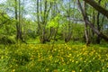 Beautiful green spring forest landscape, Kolkheti National Park Royalty Free Stock Photo