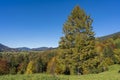 Beautiful green spruce next to the autumn forest in the Carpathian mountains on a sunny autumn day on the Synevyr Pass ridge and Royalty Free Stock Photo