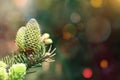 Beautiful green spruce tree branch with blurred lights bokeh Royalty Free Stock Photo