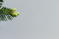 Beautiful green spruce tree branch with buds against gray background. Closeup of a coniferous evergreen tree Royalty Free Stock Photo