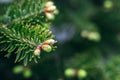 Beautiful green spruce tree branch with buds. Macro of a coniferous evergreen tree Royalty Free Stock Photo