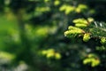 Beautiful green spruce tree branch with buds. Macro of a coniferous evergreen tree Royalty Free Stock Photo