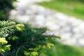 Beautiful green spruce tree branch with buds. Macro of a coniferous evergreen tree Royalty Free Stock Photo