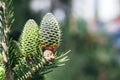 Beautiful green spruce tree branch with young cones. Macro of a coniferous evergreen tree Royalty Free Stock Photo