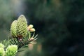 Beautiful green spruce tree branch with young cones. Macro of a coniferous evergreen tree. Blurred background Royalty Free Stock Photo