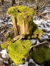 Beautiful green stump. Fallen tree background. Green moss landscape. Beautiful winter forest Royalty Free Stock Photo