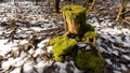 Beautiful green stump on the forest. Fallen tree background. Green moss landscape. Beautiful winter forest Royalty Free Stock Photo