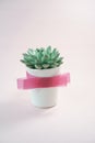 Beautiful green succulent isolated on pink background. Flat lay, top view, copy space Royalty Free Stock Photo